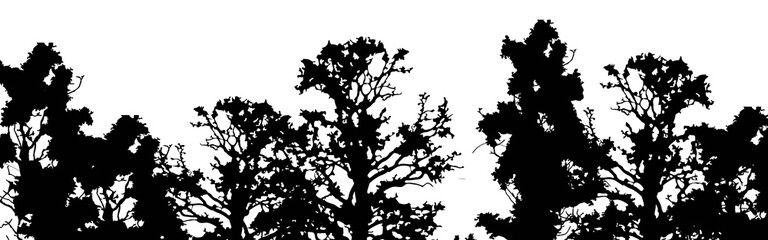 panorama of high grey fir trees forest on white
