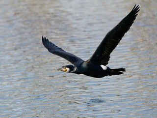 Great cormorant (Phalacrocorax carbo)