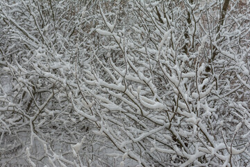 tree branches in the snow