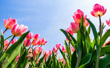 Beautiful tulips flower with the blue sky background