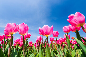 Beautiful tulips flower with the blue sky background