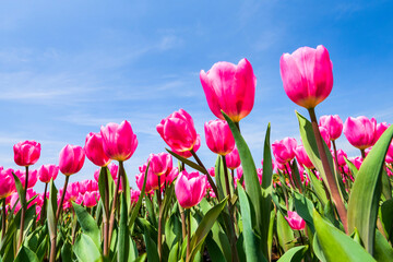 Beautiful tulips flower with the blue sky background