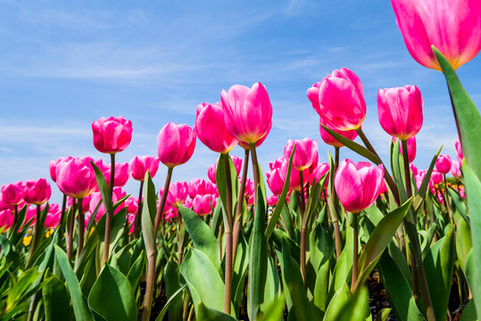 Beautiful tulips flower with the blue sky background