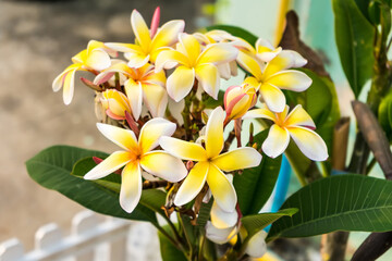 Obraz premium white and yellow frangipani flowers with natural background