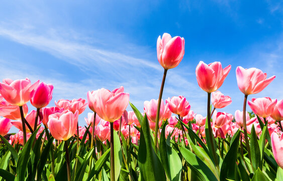 Beautiful tulips flower with the blue sky background