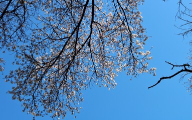 春の青空　桜咲く　風景