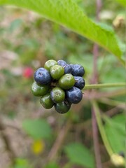 Common lantana fruit with blurry background