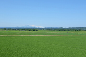 秋田平野から遠く望む夏の鳥海山