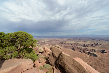 Scenic view of trees and shrubs at the rim of Canyonlands National Park in Utah