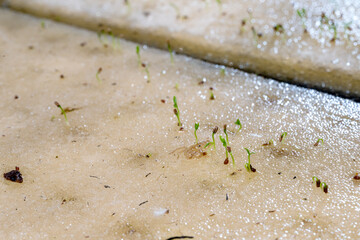 Celery seeds growing in a sponge.