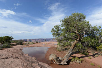 Scenic view of trees and shrubs at the rim of Canyonlands National Park in Utah