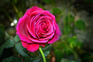 pink rose