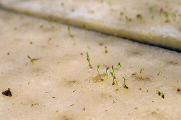Celery seeds growing in a sponge.