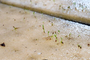 Celery seeds growing in a sponge.