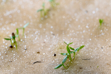 Celery seeds growing in a sponge.