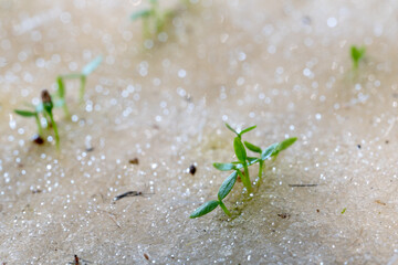 Celery seeds growing in a sponge.