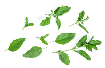 holy basil isolated on white background vegetable