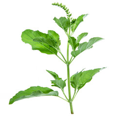 holy basil isolated on white background vegetable