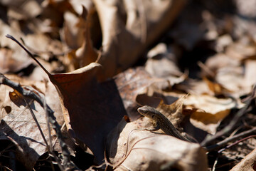 Zootoca vivipara, hiding in dried leaf litter. brown lizard. basking in the rays of the spring sun. dry autumn leaves. close-up, animal in the wild, natural background