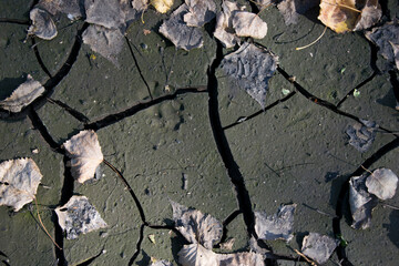 background nature ecology leaf on dry ground. yellow dry leafs. dying life from drought. Disaster concept. Global water scarcity. Deep cracks in the ground as a symbol of hot climate and drought. text