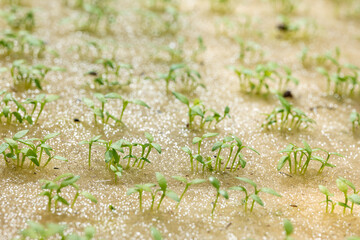 Celery seeds growing in a sponge.