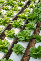 Green oak growing in a trough Planted in a hydroponic system