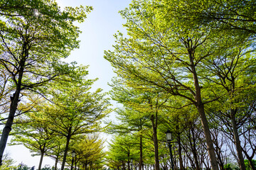 Lush green trees with blue sky background