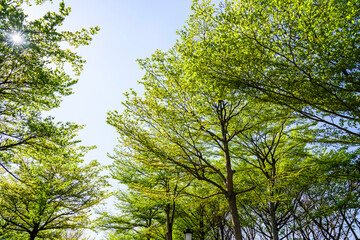 low angle view of green trees with the blue sky background