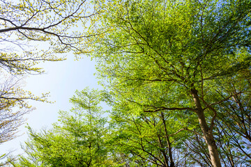 low angle view of green trees with the blue sky background