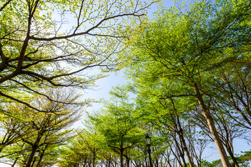 Low-angle view of green trees with the blue sky background