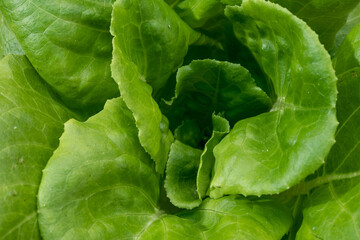 Green oak growing in a trough Planted in a hydroponic system