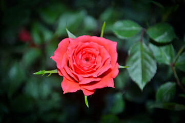 red rose in garden