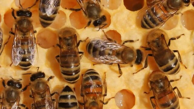 Bees cover the larvae with wax for their further development into an insect.
The complex process of bee development - from egg to insect.
