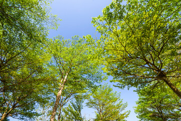 Lush green trees with blue sky as background