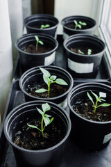 selective focus seedlings at home. growing eco food in home farm. pepper sprouts in pots with earth. germination microgreen at home at window.
