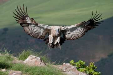 Cape Vulture in flight