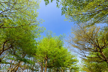 low angle view of green trees with the blue sky background