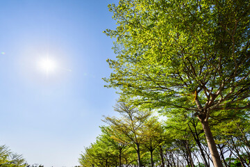 low angle view of green trees with the blue sky background