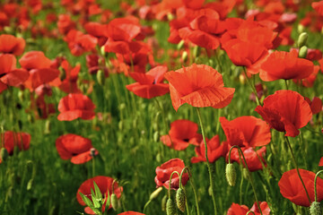 Summer and spring, landscape, poppy seed. Remembrance day, Anzac Day serenity Poppy flower field