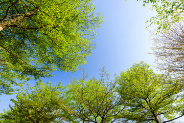 low angle view of green trees with the blue sky background