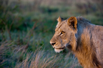 Lioness with beautiful orange eyes