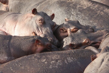 hippopotamus in water