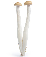 mushroom shimeji isolated on white background
