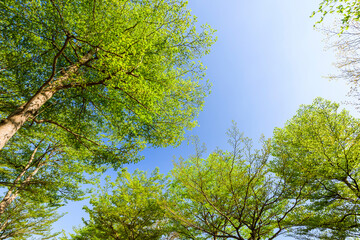 Lush green trees with blue sky as background