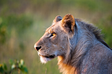 Lioness with beautiful orange eyes