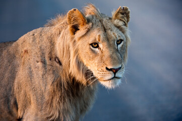 Lioness with beautiful orange eyes