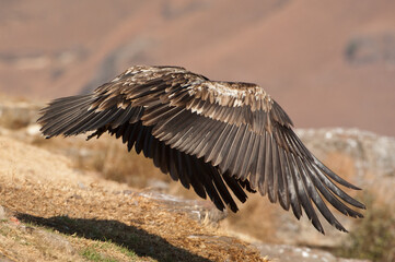Bearded vulture in the Drakensberg Mountains