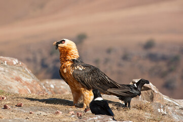 Bearded vulture in the Drakensberg Mountains