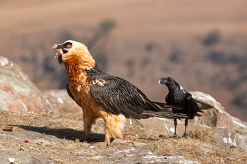 Bearded vulture in the Drakensberg Mountains