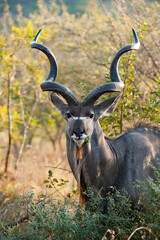 Kudu male with long horns staring at me © Matthew